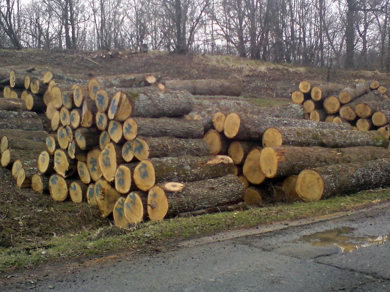 Cut hardwood logs stacked in the open