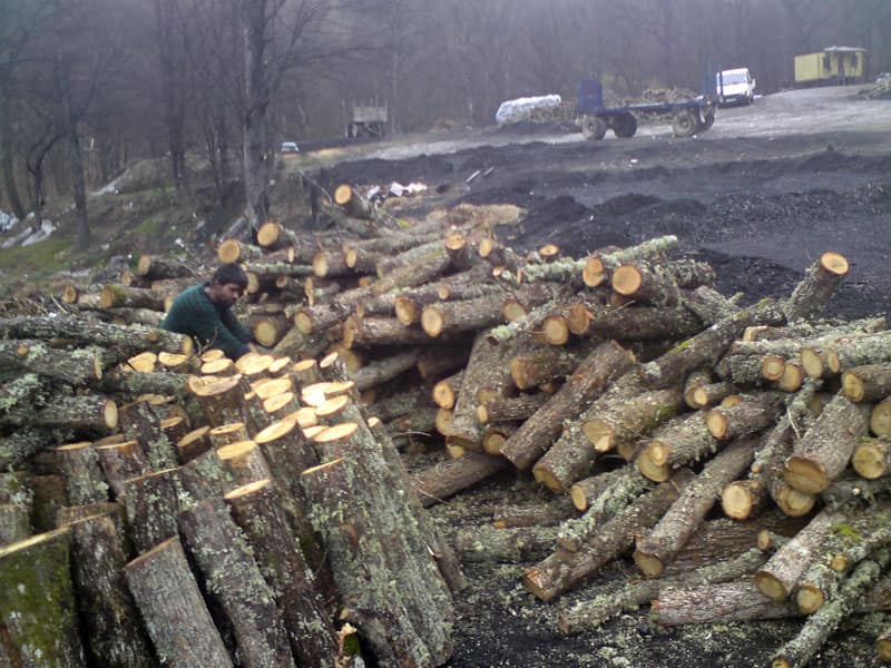 Stacks of harvested Macedonian hardwood logs